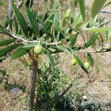 Profile Picture of Jose Chahin (@JoseChahin1) on Twitter