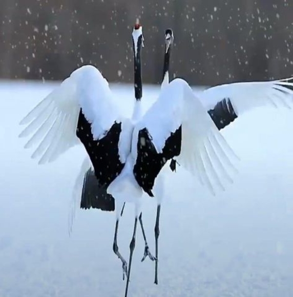 Profile Picture of Ozlem Colcayiri (@colcayiriozlem) on Poshmark