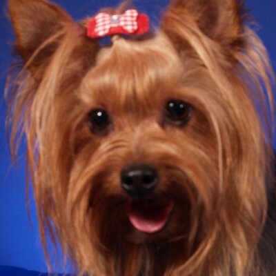 Profile Picture of Kathy Ivey (@YorkiesMomma) on Twitter