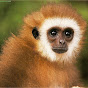 Profile Picture of Nick Root (@monkeyman100ish) on Tiktok