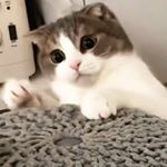 Profile Picture of NALLALISA (@lisa.is.limario) on Instagram