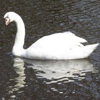 Profile Picture of Sandy Swan (@sandy-swan-10) on Quora
