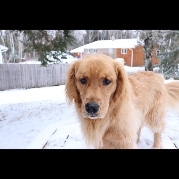 Profile Picture of Ane Hopko (@nenehop) on Poshmark