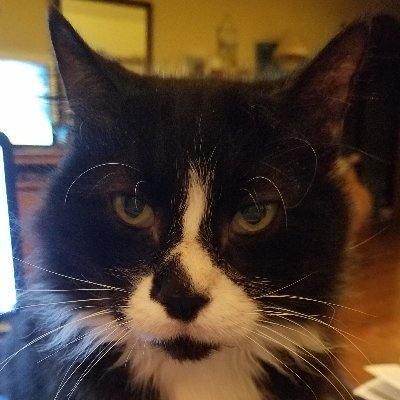 Profile Picture of Anne Copeland (@dopanne) on Twitter
