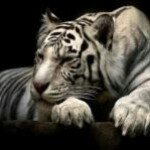 Gregory John Donohue - Instagram Profile Picture of Gregory John Donohue (@acman303) on Instagram