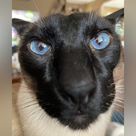 Profile Picture of Xin Qi (@lapisg) on Poshmark