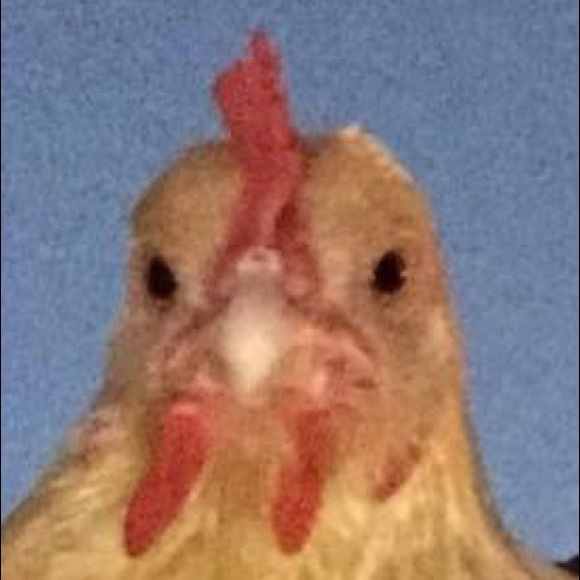 Profile Picture of Asdison Cravenho (@addison00111) on Poshmark