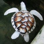 Profile Picture of Christy Lamb (@christyturtlelove) on Instagram