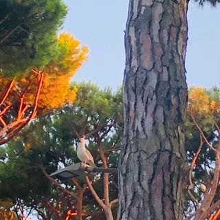 Profile Picture of Mario Borelli (@borelli465) on Instagram