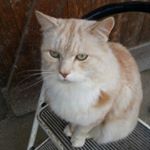 Profile Picture of Janice Howard (@jh.l.a.stables) on Instagram