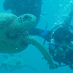 Profile Picture of Alan Chow (@achow350@pacbell.net) on Flickr