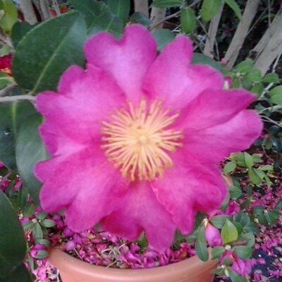 Profile Picture of Michele Bertolacci (@michelino8555) on Twitter