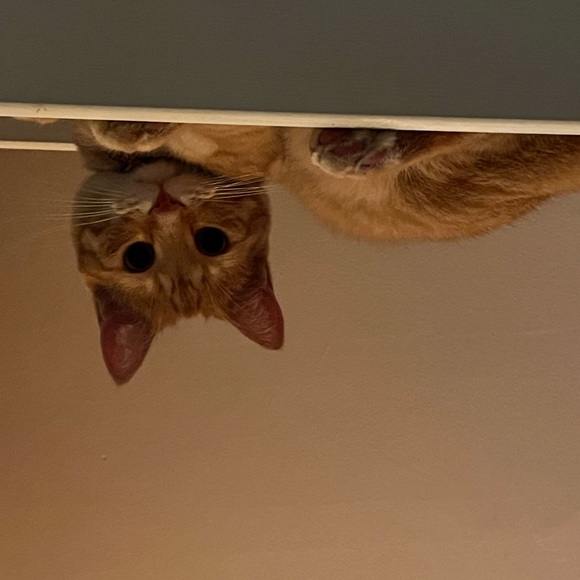 Profile Picture of Grace Walsh (@grw_410) on Poshmark