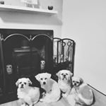 Profile Picture of Shirley Farrell (@farrell.shirley) on Instagram