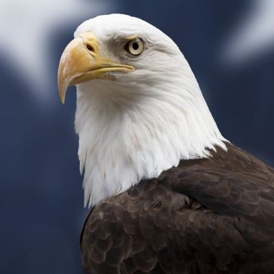 Profile Picture of Thomas (@ThomasTraders) on Twitter