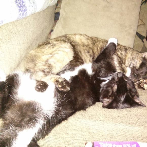 Profile Picture of Lori Wire (@lw0361) on Poshmark