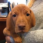 Profile Picture of Eli (@eli_thevizsla) on Instagram