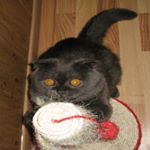 Profile Picture of William Williams (@tatarinovagrosman) on Instagram