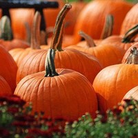 Profile Picture of Peter Fitch (@peter-fitch-12) on Quora