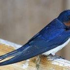 Profile Picture of Phillip Swallow (@Phillip-Swallow) on Facebook