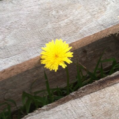 Profile Picture of Ashlie Freeman (@ashlief2) on Twitter