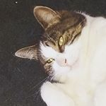 Profile Picture of Thomas Leppard (@thomas_leppard) on Instagram