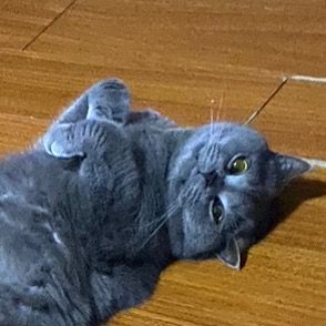 Steven Yuan - Tiktok Profile Picture of Steven Yuan (@steven.yuan0) on Tiktok