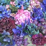 Profile Picture of Hortus / David Wheeler (@hortusjournal) on Instagram