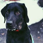 Profile Picture of Hazel McCormack (@hungry_hazel21) on Instagram
