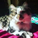 Profile Picture of Dana Simmons (@dexter_the_ferocious_cat) on Instagram