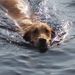 Profile Picture of Nancy Boisvert (@92045n) on Pinterest