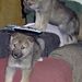 Profile Picture of Lora Zufelt King (@lorazufeltking2) on Pinterest
