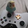 Profile Picture of tyler shaffer (@@ace.the.pretty.birb) on Tiktok