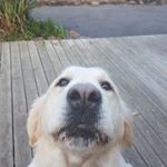 Profile Picture of Donna (@springsprouts) on Instagram