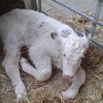 Profile Picture of David ihle (@davi_ih) on Instagram