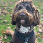 Profile Picture of Fredrick Archibald Hodsdon (@fred.thepup) on Instagram