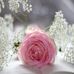 Profile Picture of Amal Hassan (@Amal-Hassan) on Facebook