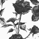 Profile Picture of shyann Clark (@clark.shyann) on Instagram