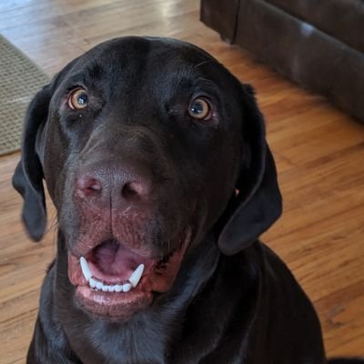 Profile Picture of FledElphant221on Twitter
