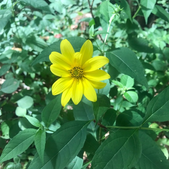 Profile Picture of Priscilla Zerrenner (@pzerrenner) on Poshmark