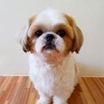 Profile Picture of Cody Jimenez 🐶 (@cody.bubu) on Instagram