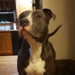 Profile Picture of Joshua Lozada (@joshualozada13pr) on Instagram