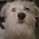 Profile Picture of Brandon Nunley (@bradnunley73) on Instagram