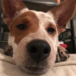 Profile Picture of Hazel Cody (@hazelthedeafpup) on Instagram