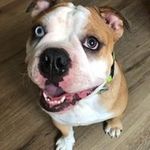 Profile Picture of Devin Sinclair (@21devin.sinclair21) on Instagram