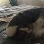 Profile Picture of ᗷᑌᗷᗷY 😼 (@bub.bers) on Instagram