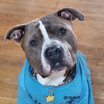 Profile Picture of Robert P Mergogey (@MergogeyP) on Twitter