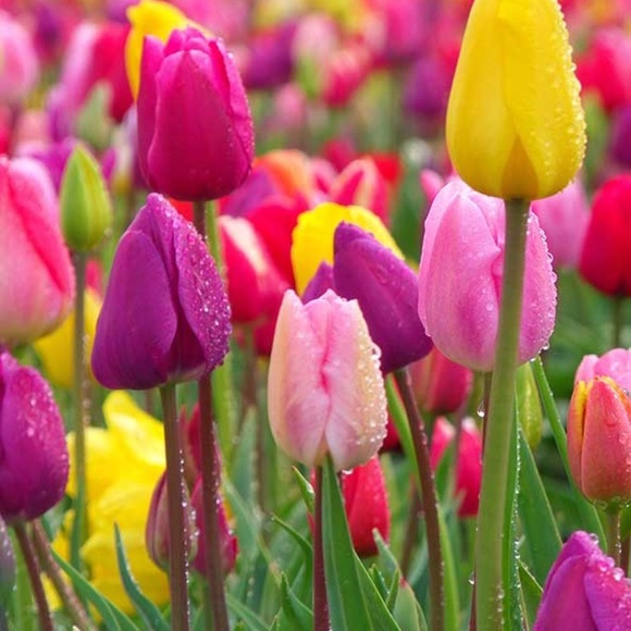 Profile Picture of Yeni Rodriguez (@kaby8) on Poshmark