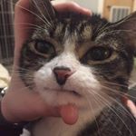 Profile Picture of Michael Weinberg (@agikamike) on Instagram