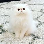 Profile Picture of Oliver Patrick (@oliverpatrick_thepersian) on Instagram
